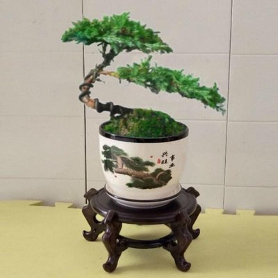 真松树盆景罗汉花盆入户迎客松真树办公桌景观盆栽美观净化空气