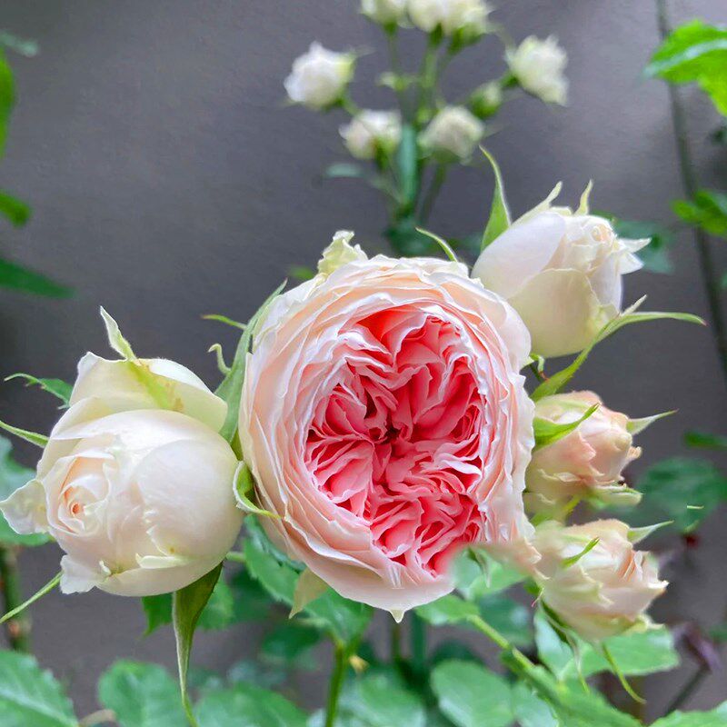 绒球门廊月季花四季浓香灌木大花苗阳台盆栽庭院地栽切花玫瑰欧月