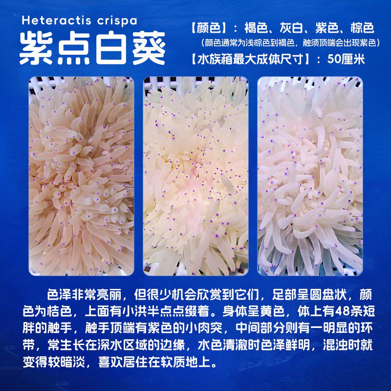 紫点白葵海葵珊瑚小丑鱼共生海葵奶嘴海葵荧光海葵颜色鲜艳公主海
