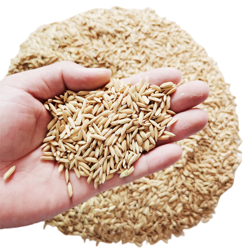 江汉平原优质水稻带t壳稻谷喂鸡喂鸟2022年新谷子