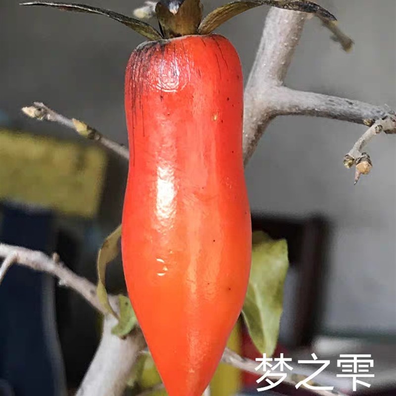 梦之雫品种桩 正品 老鸦柿果c型果色漂亮原盆原土包邮发货