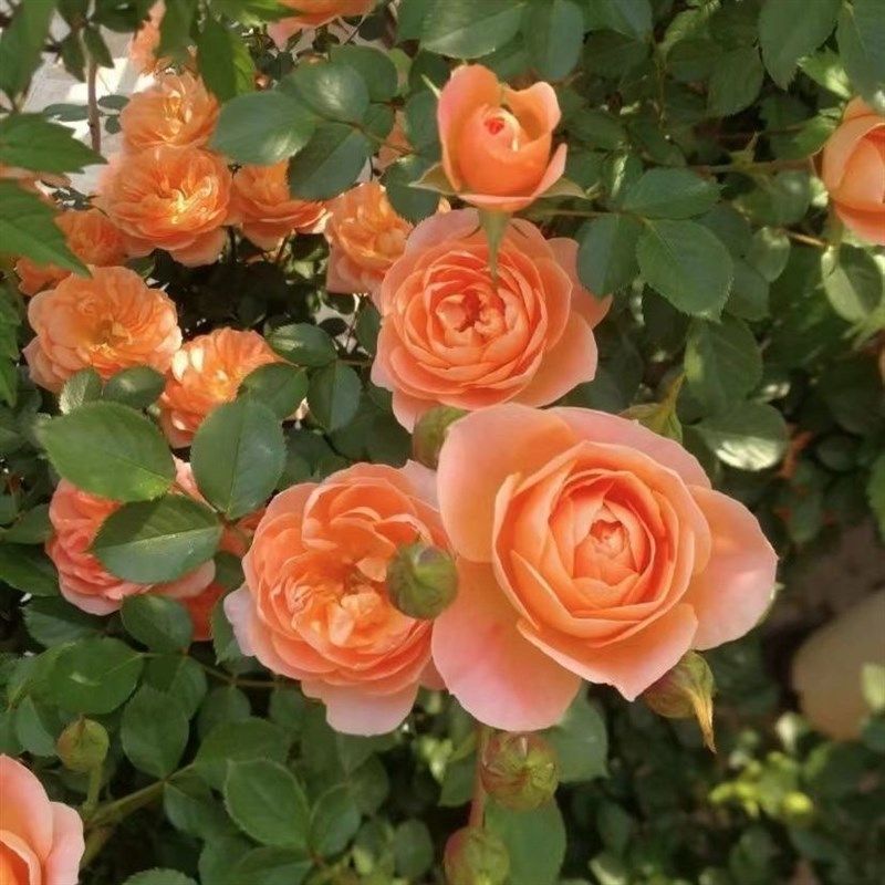 甜梦 浓香大型藤本月季甜梦微花多花爬藤月季多花藤本类香槟色勤,鲜花速递/花卉仿真/绿植园艺,月季/蔷薇/玫瑰,淘宝优惠券,粉丝福利购,淘宝优惠卷