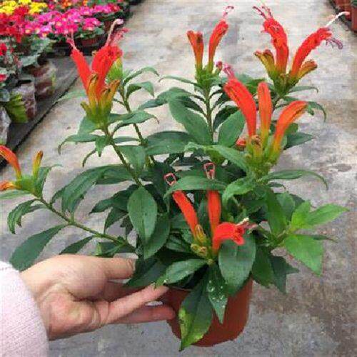 四季 凤凰还巢 金凤还巢 直立口红吊兰 室内庭院阳台 芒毛苣苔花