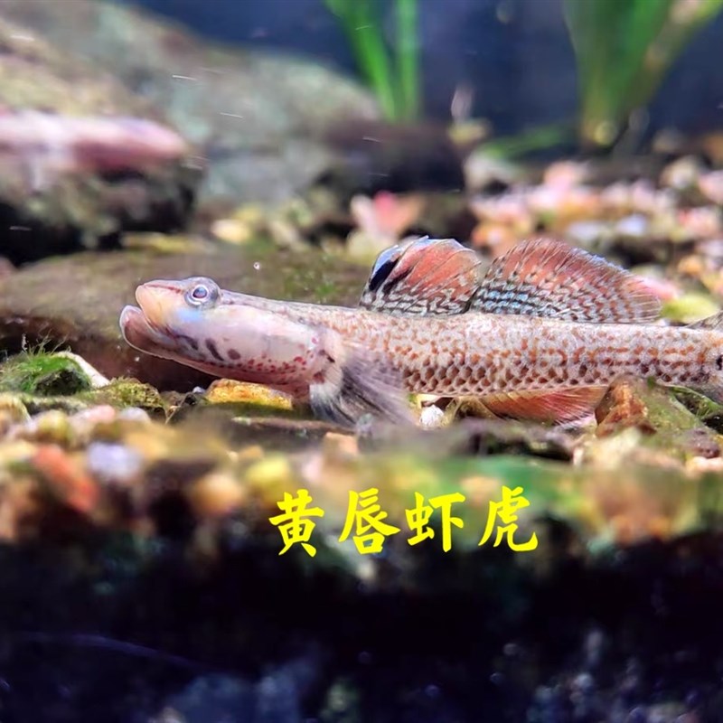 原生鱼生态冷水淡水好养耐活小z型溪吻纹腮白面虾虎溪流活鱼观赏