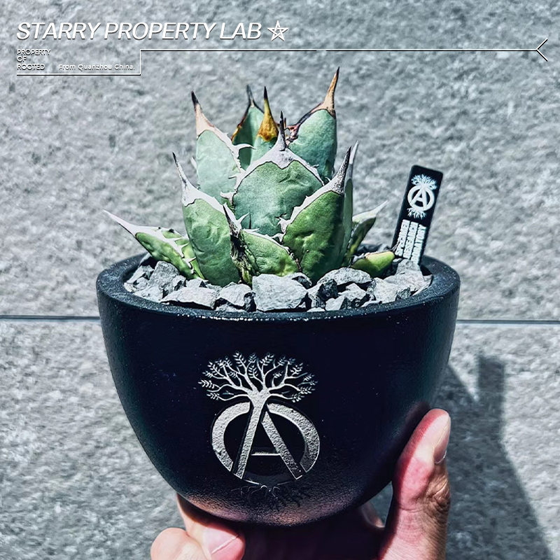 潮流块根植物龙舌兰龟甲龙块根SRL花盆陶瓷NEIGHBORHOOD藤原浩