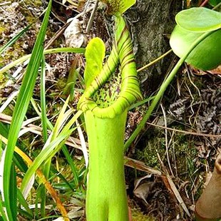 宝特瓶猪笼草truncata食虫植物低地纯色系笼子巨大O原种nepenthes