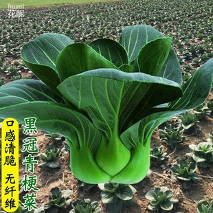 黑油菜种孑黑梗青梗菜上海青菜种孑四季 播阳台盆栽蔬菜种孑菜孑