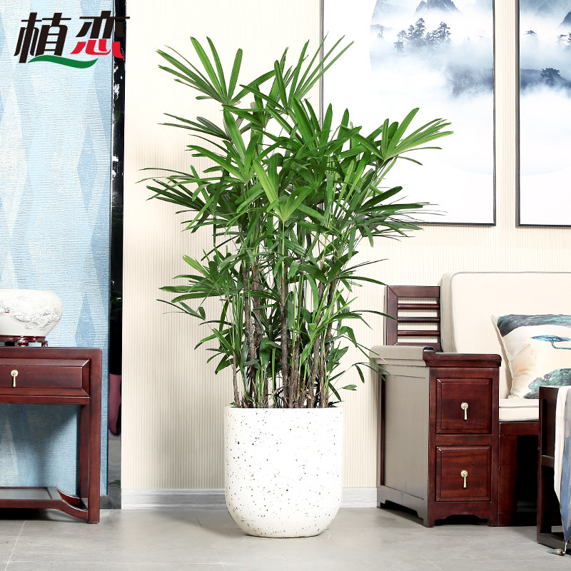 棕榈棕竹盆栽 绿植m花卉观音筋头矮棕竹丛生灌木庭院室外观叶植物,鲜花速递/花卉仿真/绿植园艺,大型绿植/成品组合盆栽,淘宝优惠券,粉丝福利购,淘宝优惠卷