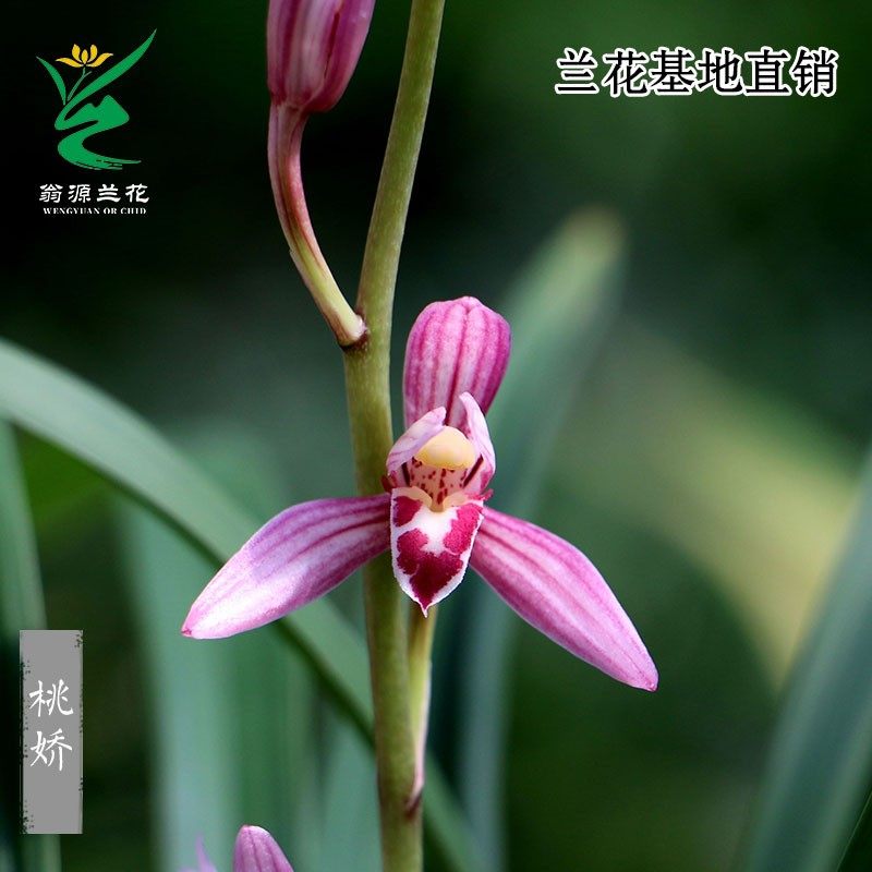 建兰四季兰经典红花桃娇夏带花苞精u品兰花苗包邮