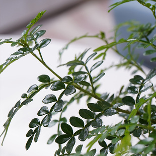 子清香胡椒木h盆栽室植外桌面驱蚊草植物花卉四季 常绿内物