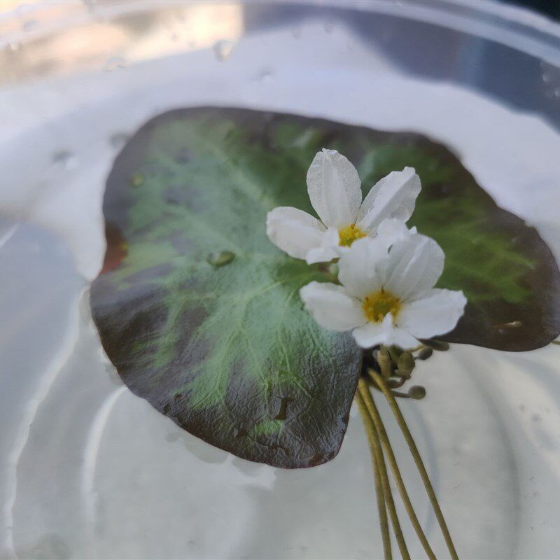 精品稀有品种:龙骨一叶莲  带花苞 带根须发货  非单独叶片