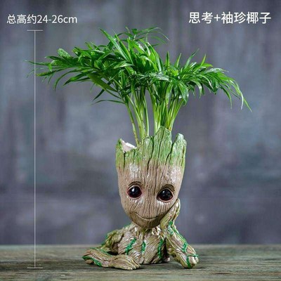 格鲁特绿植盆栽室内小树人吊兰植物发财树土培办公室净化空气花卉