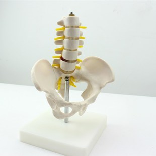 脊柱模型骨科模型骨骼标本人 ENOVO颐诺 迷你骨盆带五节腰椎D模型