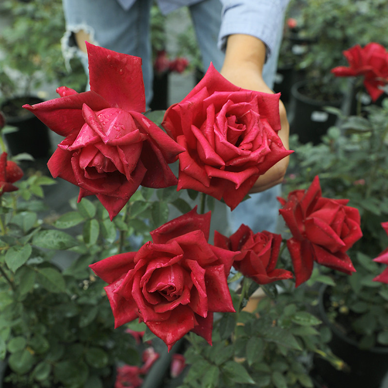 惠惠的花园月季h花苗特大花浓香朱墨双辉/墨红可食用玫瑰花卉盆栽