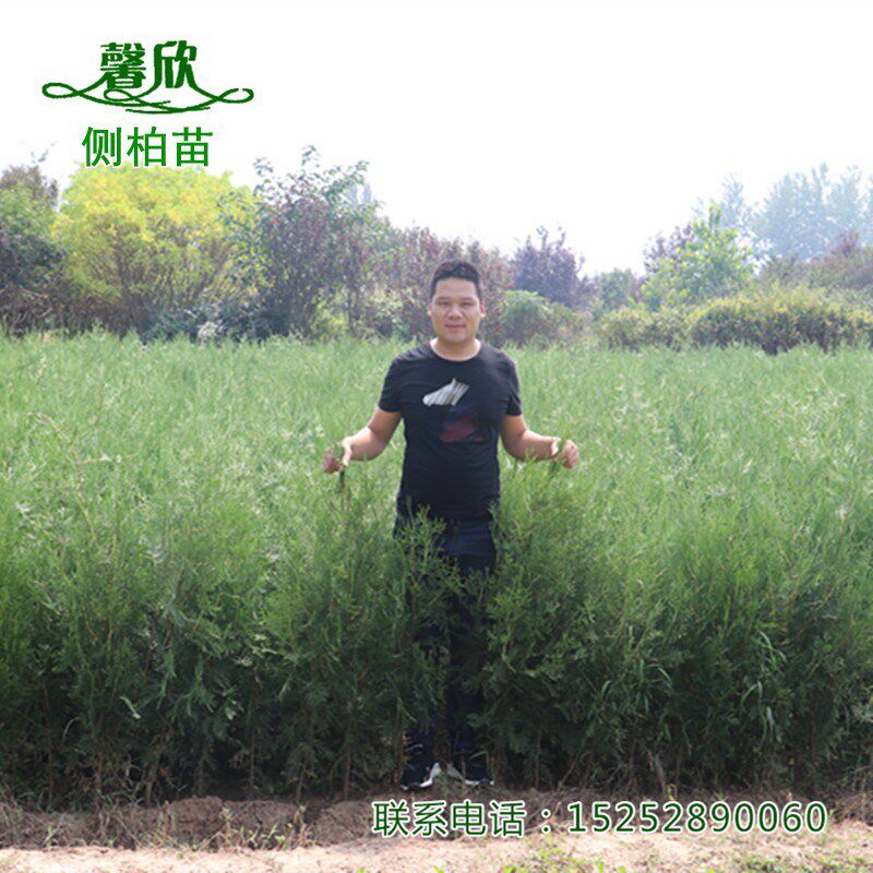 侧柏树苗扁柏小苗松柏树墓地松荒山造林陵园绿化苗木常绿围墙植物图片