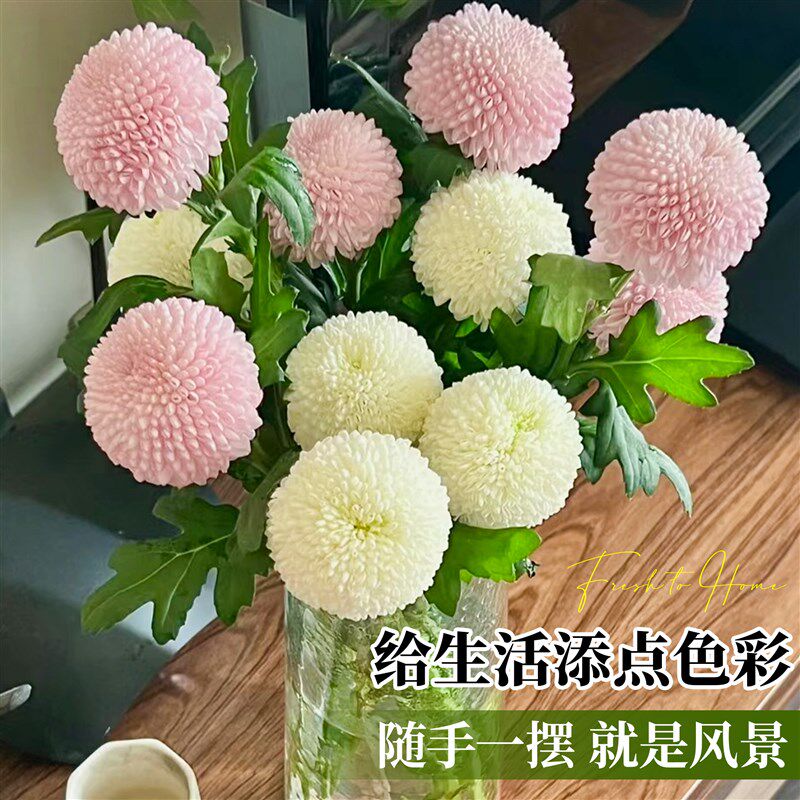 乒乓菊鲜切花水培插花花材绿毛球尤加利真花家用diy材料基地直发