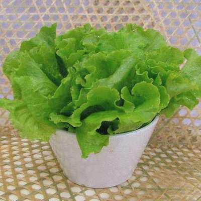 &lgquo200g Lettuce Seeds dood teste aasy to grow great sa