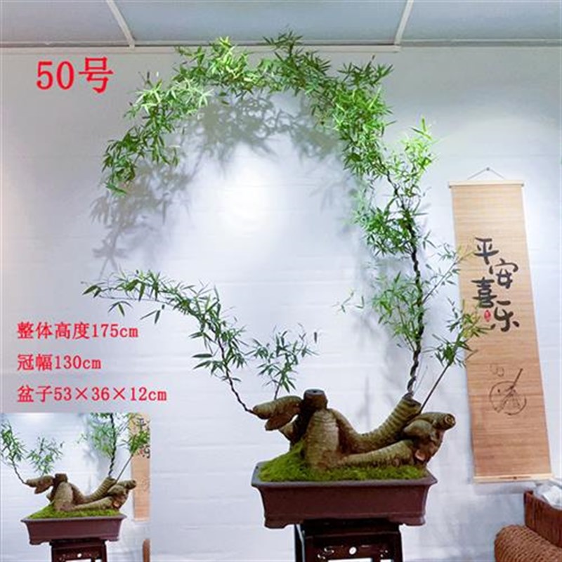 (爆款)一物一拍小叶簕竹阳台室内外桌面勒竹熟树桩绿植庭院花园