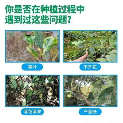 速发八角专用药病全治八角保花保果药防落果治炭疽病褐斑病农药杀