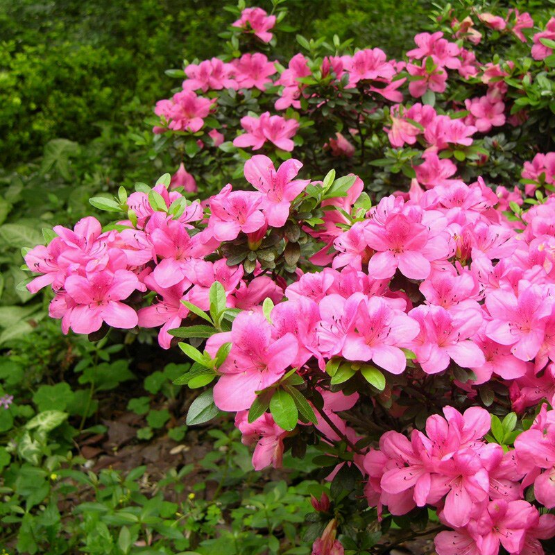 杜鹃花苗春娟苗毛杜鹃树苗绿植庭院绿化种植四季常青花苗阳台盆栽
