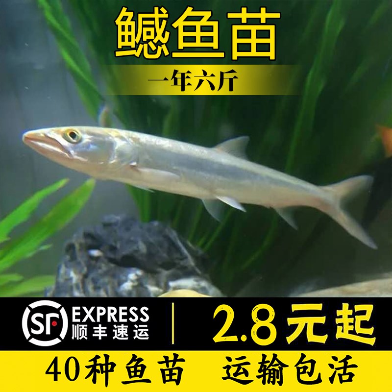 速发观赏鱼鳡鱼活体原生鱼冷水鱼鳡鱼苗稀有鱼肉食凶猛鱼水老虎淡