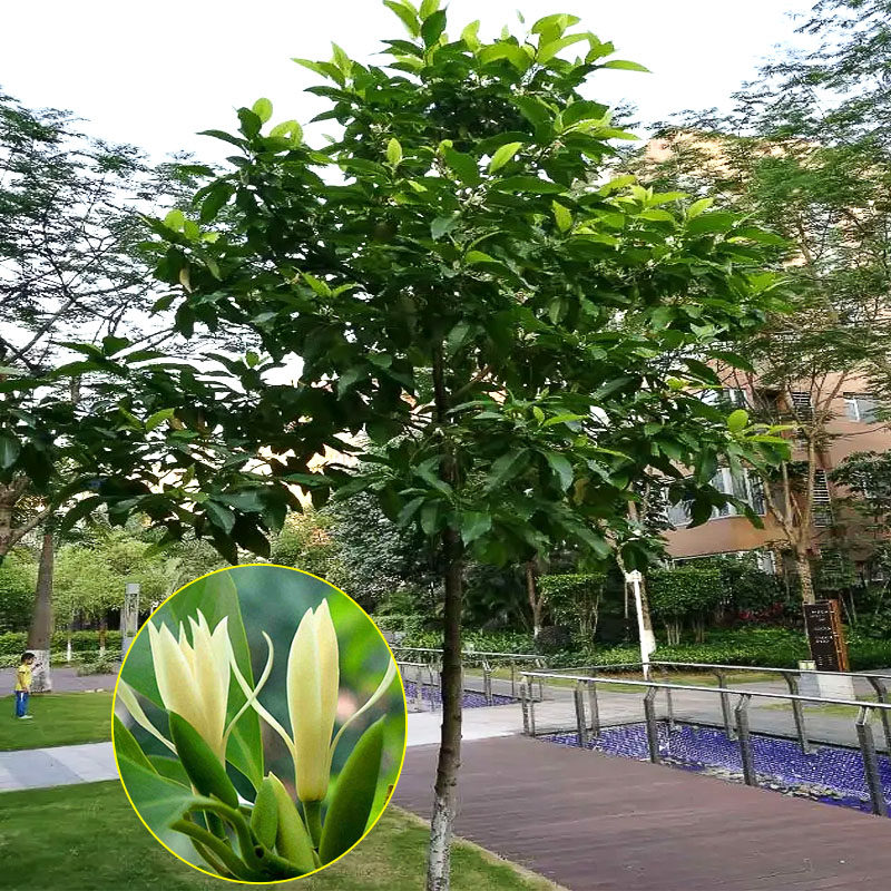 白兰花树大树庭j院绿化风景树苗黄桷兰门前树白玉兰花盆栽四季开
