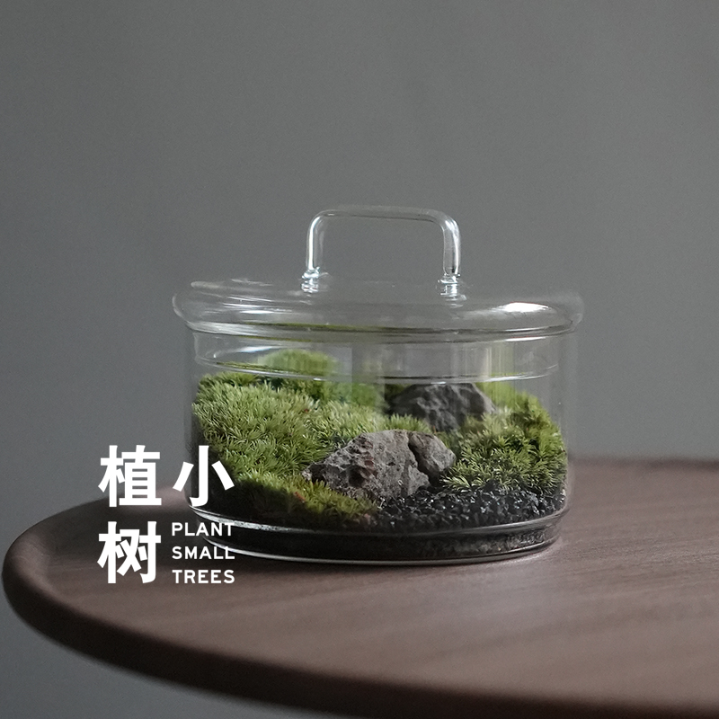 植小树 春绿 苔藓微景观生态盒子办公室茶室桌面趣味景观盆栽 鲜花速递/花卉仿真/绿植园艺 绿植 原图主图