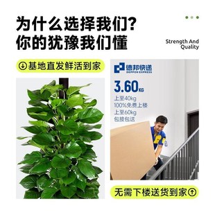 大叶绿萝柱盆栽室内客厅大型四季 绿植办公室吸甲醛好养活开业乔迁