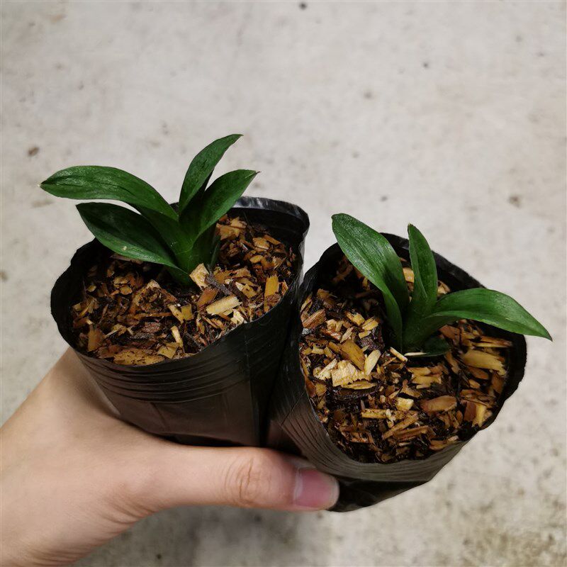 名贵迷你兰草浓香高端矮种墨兰珍珠龙小兰花草袖t珍盆栽桌面小绿