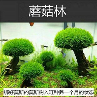 莫斯树鱼缸树真树沉木水草懒人造景无需底沙大蘑菇头鱼缸造景摆件