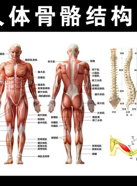756海报印制展板写真喷绘824人体J骨骼结构图肌肉组织分布图