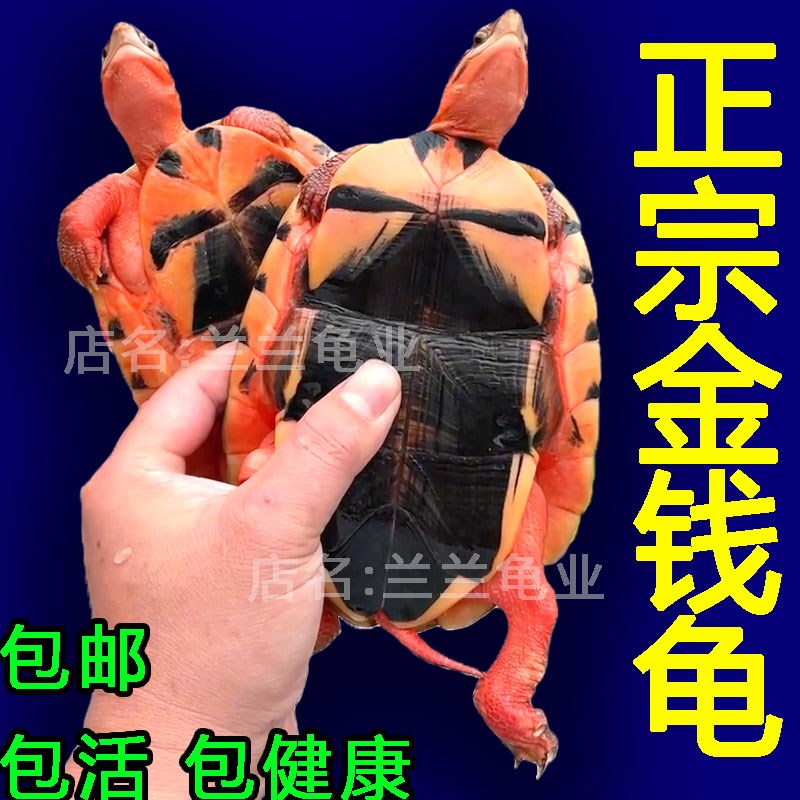 速发长寿金钱龟  家养招财宠物小青深水情侣小乌龟乌龟活物正宗金