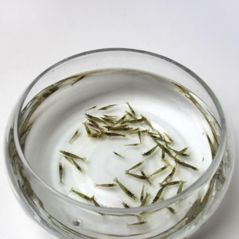 繁殖快的虾淡水观赏虾淡水耐活虾鲜活观赏淡水小虾鲜活淡水冷水