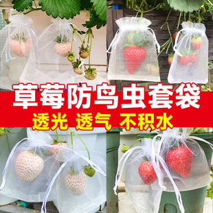 推荐 草莓套袋专用袋防鸟防虫神器纱网袋水果葡萄桃子无花果苹果树