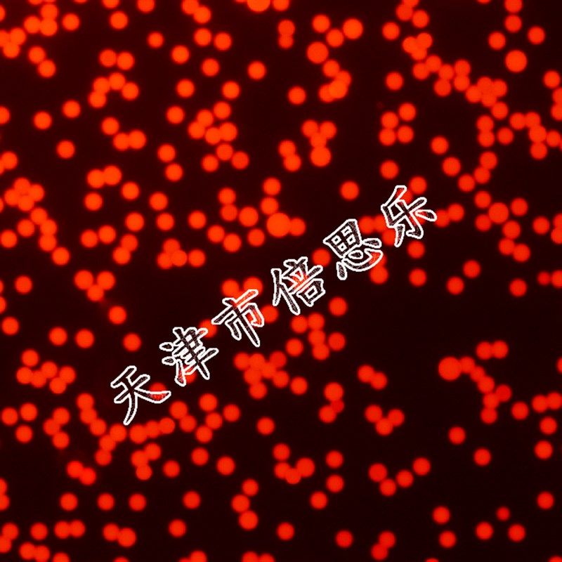 荧光微球/聚苯乙烯荧光微球/聚苯乙烯微球/红色/ex 620nm/em680.