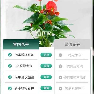 速发认准抖音【买一送一】火鹤花盆栽鸿运当头室内净化空气办公室