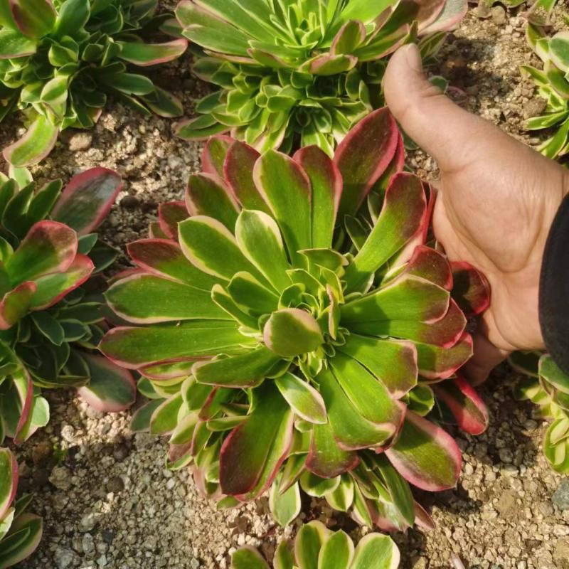 多肉植物法师锦雨花石多头手捧花老桩组合室内绿植花卉盆栽