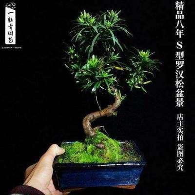 小罗汉松盆景大型花盆专用盆一物一拍迷你盆景罗汉松植物植物室内