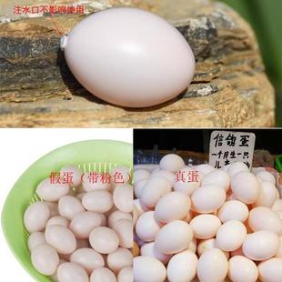 大型肉鸽注水假蛋圆环塑料鸽蛋元宝鸽替换假鸽子蛋白羽王鸽蛋