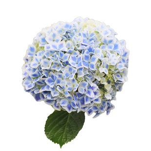 大花绣球花阳台庭院耐阴观花植物盆栽苗 薄荷拇指新品 海蒂 花园