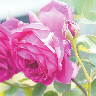 庞巴度玫瑰月季 开大花长势旺抗病强浓柠檬香 花苗盆栽杂交茶香四季