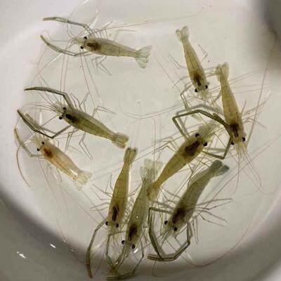 长臂虾长臂大眼贼l虾小长臂虾除藻虾黑壳虾观赏虾原生虾小草虾