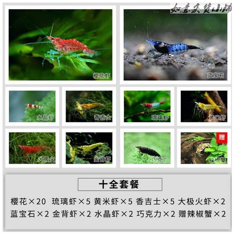 新款观赏虾蟹淡j水冷水u工具虾黑壳虾除藻清S洁极火虾繁殖组烤