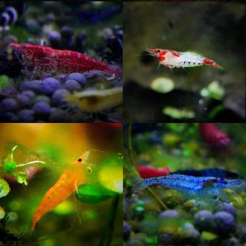 网红波妞鱼观赏虾红虾草缸淡水虾冷水虾除藻N极R火黑壳红琉璃鱼缸
