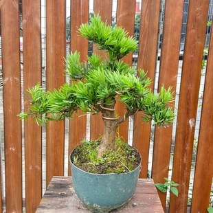 迎客松盆景真树松柏盆景四季青植物罗汉松盆景真树地柏盆景好养活