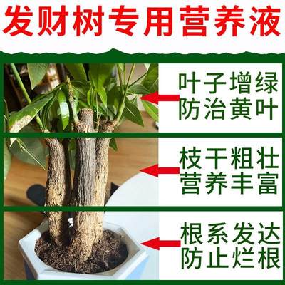 极速发财树烂根黄叶掉叶专用肥料营养液枯叶黄叶叶子发黄怎麽办专