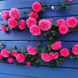 日系花墙拱d门爬藤花卉藤本月季 蔷薇特大花苗庭院花园耐寒植物浓