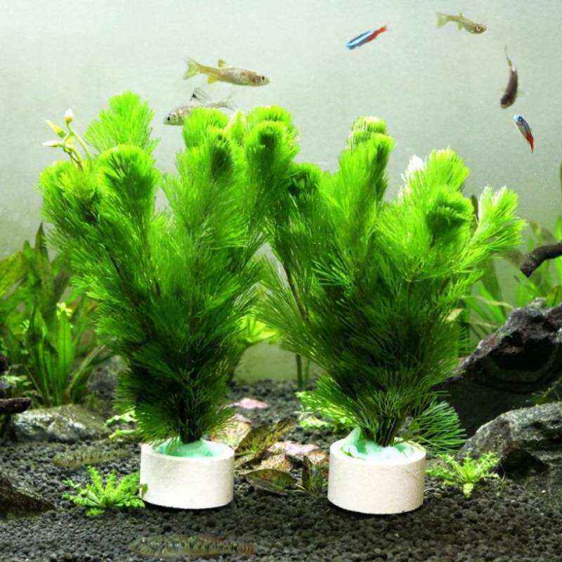 草水草绿净化四季水质沉底p 养养植物鱼缸植鱼水无土活淡水水草