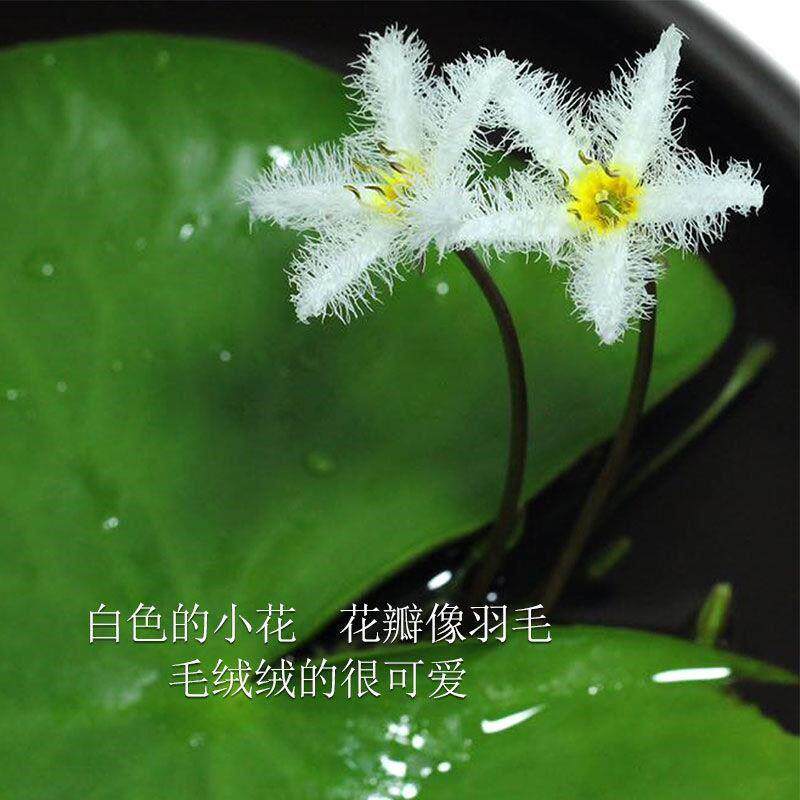 鱼缸造景水草植物鱼缸水草浮萍水草塑料花草水族箱装饰小摆件