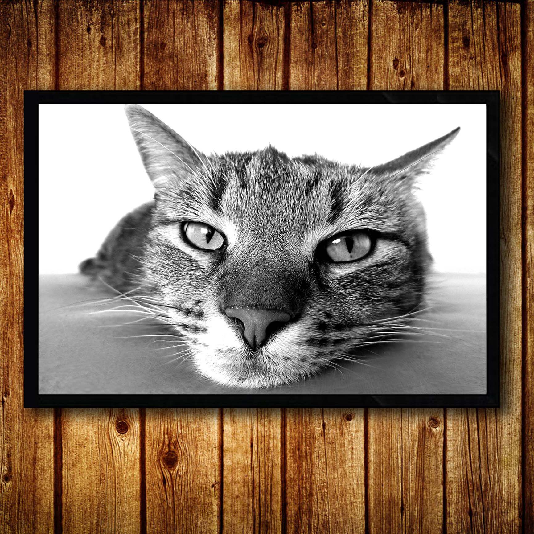 黑白小猫可爱萌猫咪装饰画卧室沙发墙动物有o框画创意宠物壁挂墙